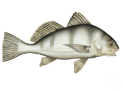 Black Drum