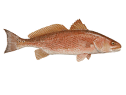 Redfish
